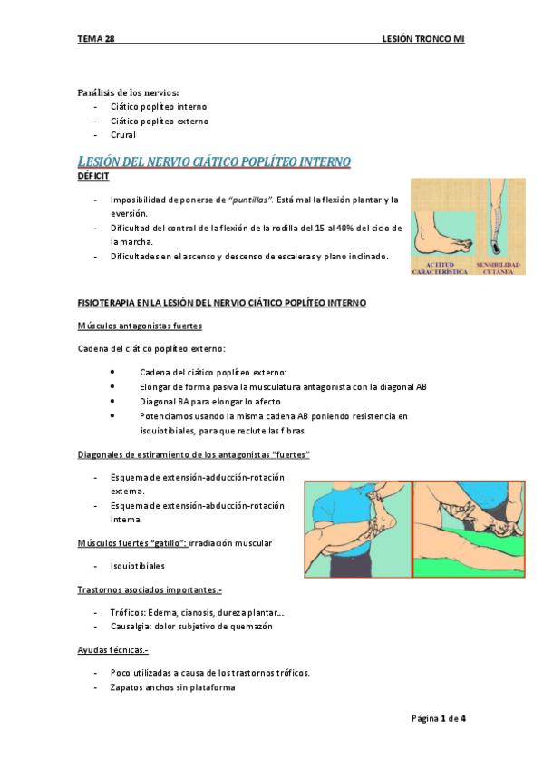 Miniatura del documento Tema 28. Lesión Tronco MI (T11 Mt IV).pdf