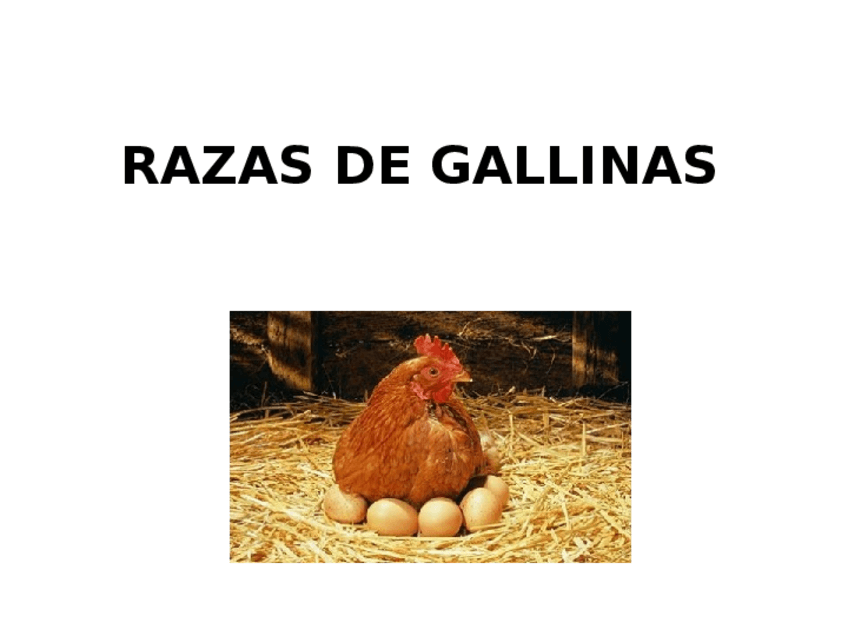 Miniatura del documento 6 GALLINAS.pptx