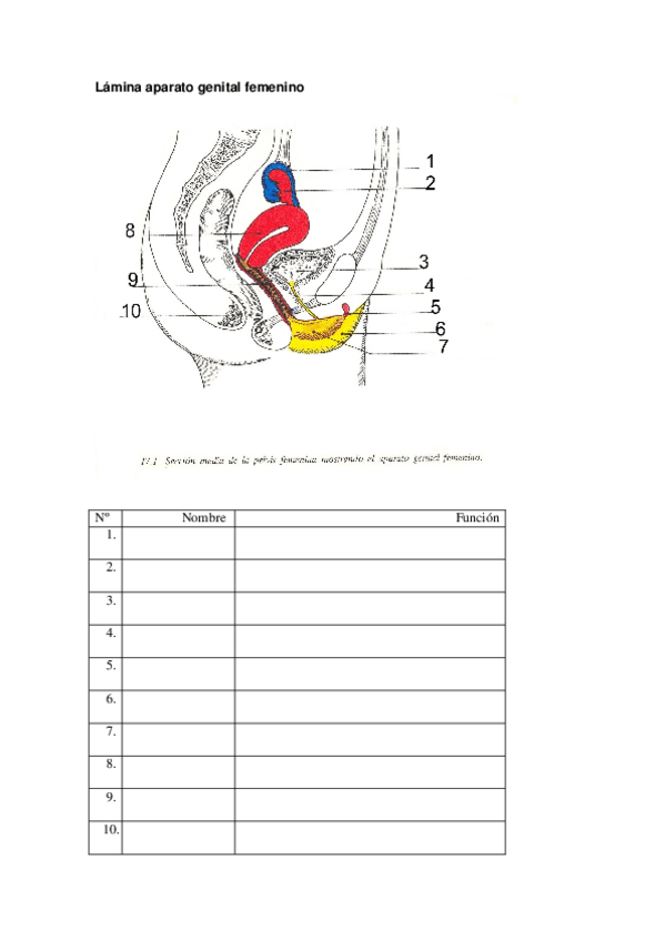 Miniatura del documento Lámina aparato genital femenino.doc
