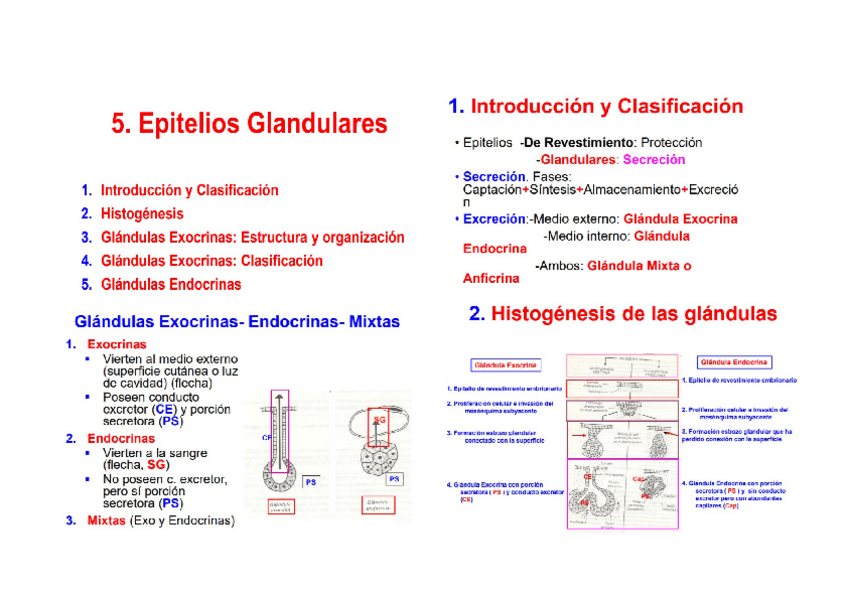 Miniatura del documento TEJIDO EPITELIAL. EPITELIO GLANDULAR.docx