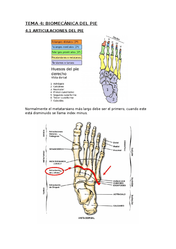 Miniatura del documento Biomecanica del pie.docx