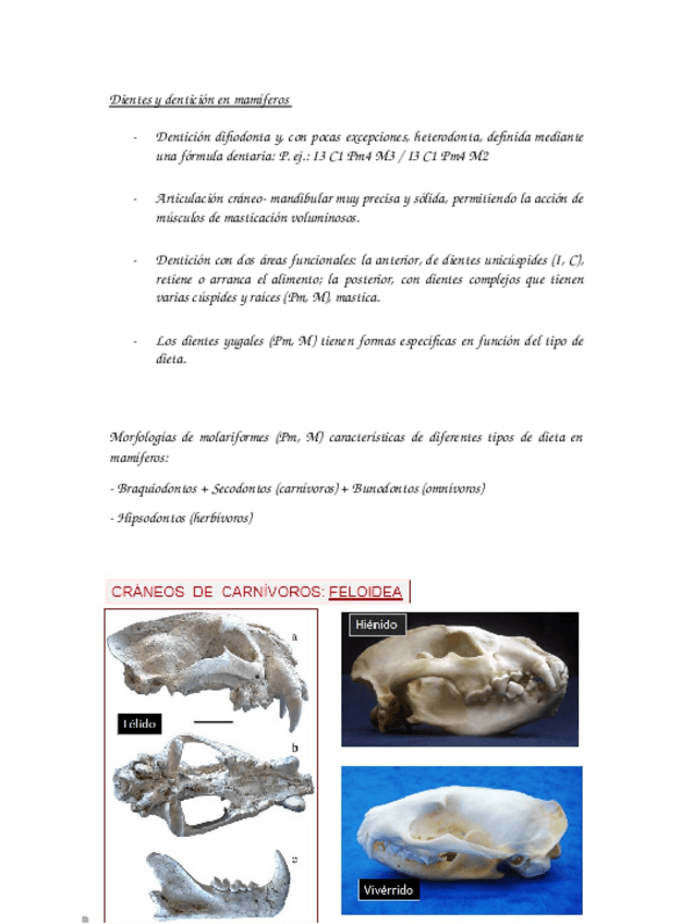 Miniatura del documento Dientes y dentición en mamíferos.docx