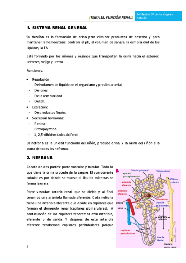 Miniatura del documento TEMA 18 FUNCIÓN RENAL.pdf