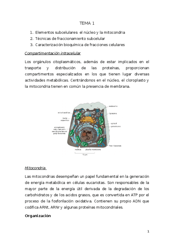 Miniatura del documento TEMA 1.docx