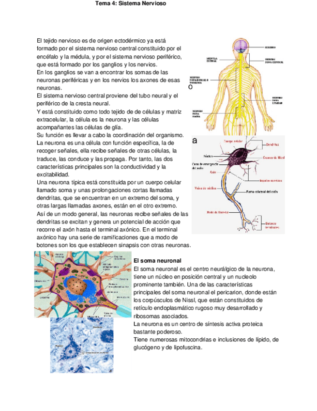 Miniatura del documento Copia de bch4.txt.docx