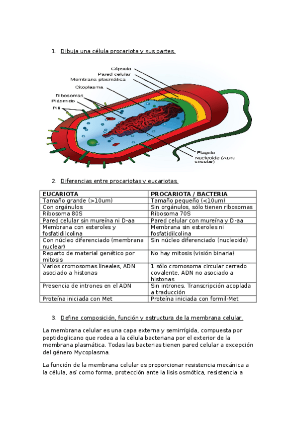 Miniatura del documento Pregunas examenes.docx