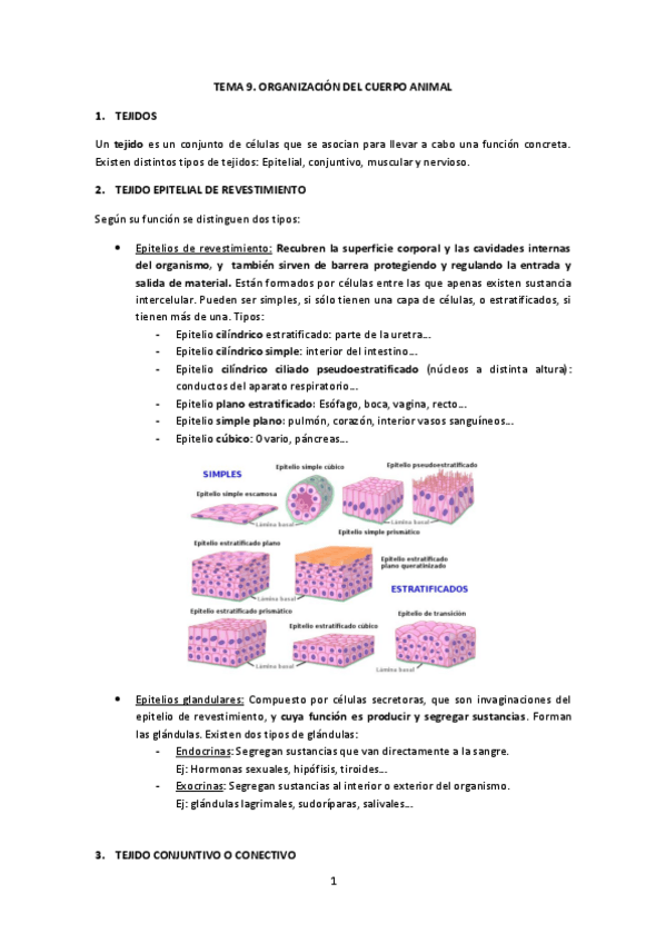 Miniatura del documento Biología Tema 9. Organización del cuerpo animal.pdf