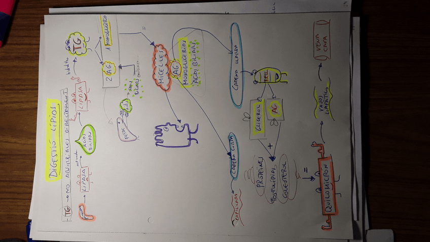 Miniatura del documento fisio II digestió lípids.jpeg