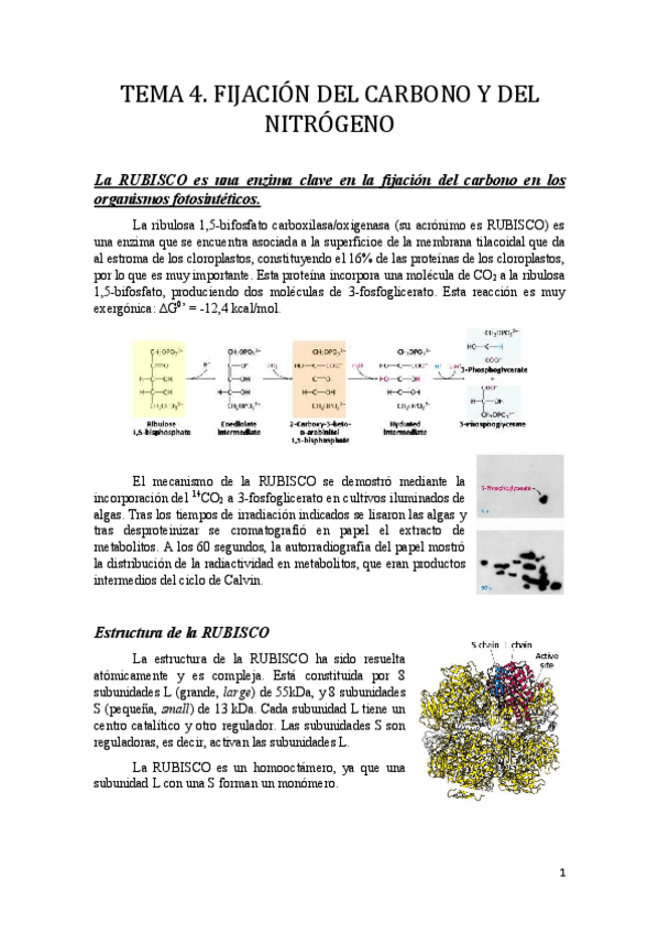 Miniatura del documento Tema 4.pdf