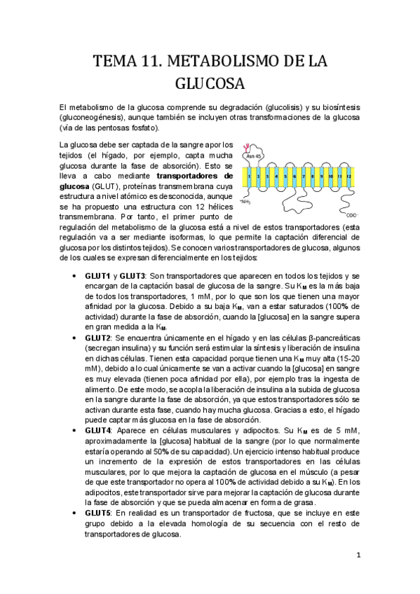 Miniatura del documento Tema 11.pdf