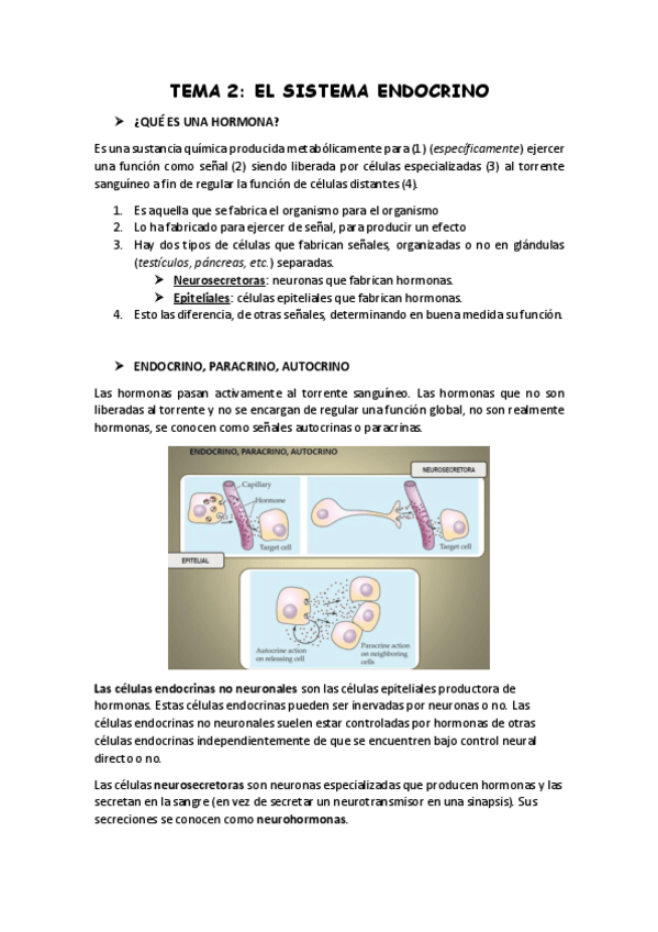 Miniatura del documento Tema 2 Sistema endocrino Bueno.pdf