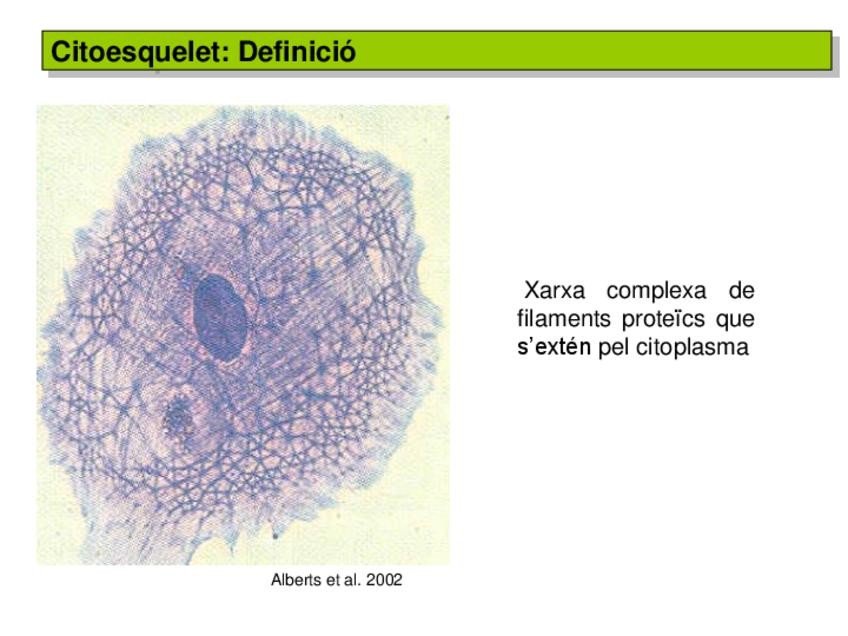 Miniatura del documento Tema 3.4 Citoesquelet.pdf