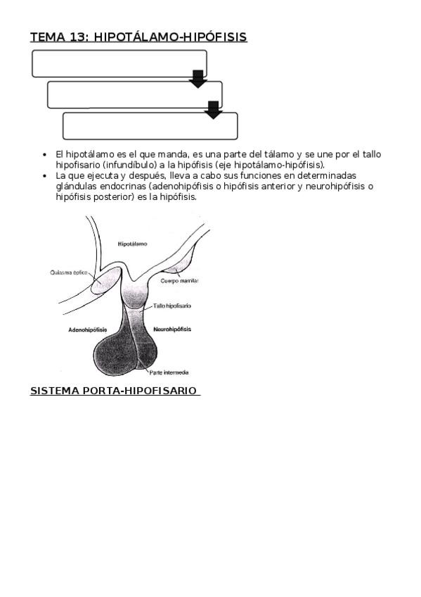 Miniatura del documento TEMA 13. HIPOTALAMO-HIPOFISIS.docx