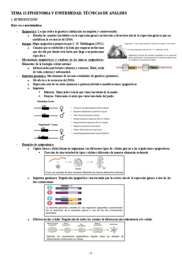 Miniatura del documento GENETICA-TEMA-11-EPIGENOMA-Y-ENFERMEDAD.-TECNICAS-DE-ANALISIS.pdf