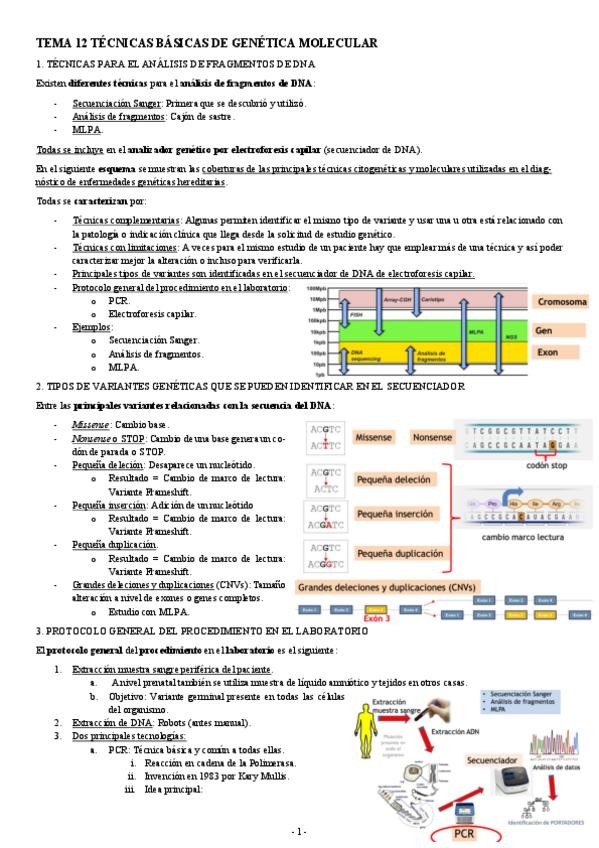 Miniatura del documento GENETICA-TEMA-12-TECNICAS-BASICAS-DE-GENETICA-MOLECULAR.pdf