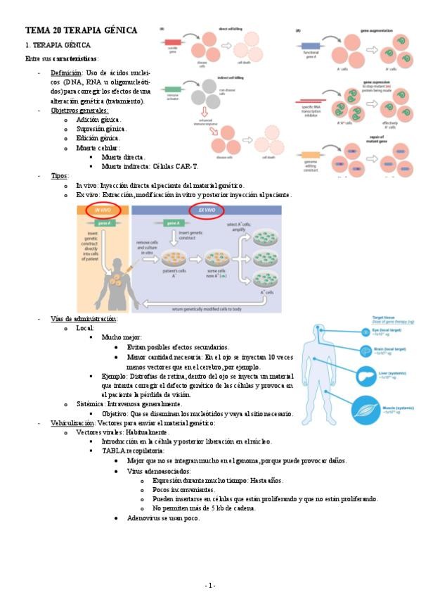 Miniatura del documento GENETICA-TEMA-20-TERAPIA-GENICA.pdf