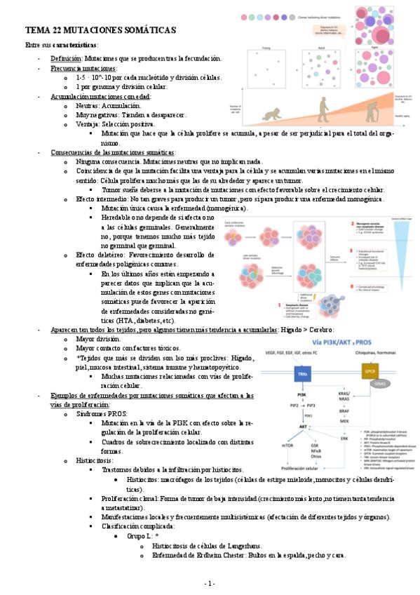 Miniatura del documento GENETICA-TEMA-22-MUTACIONES-SOMATICAS.pdf