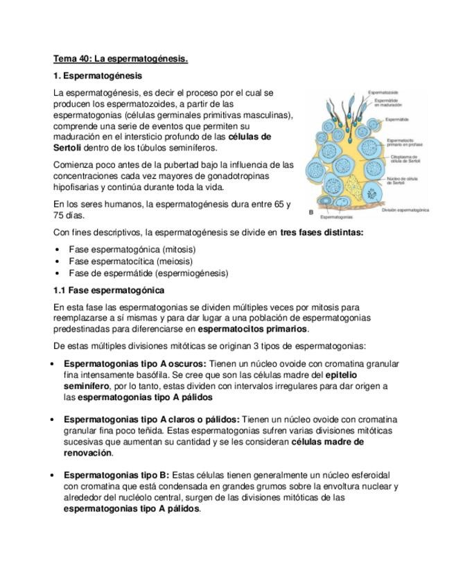 Miniatura del documento Espermatogenesis.pdf