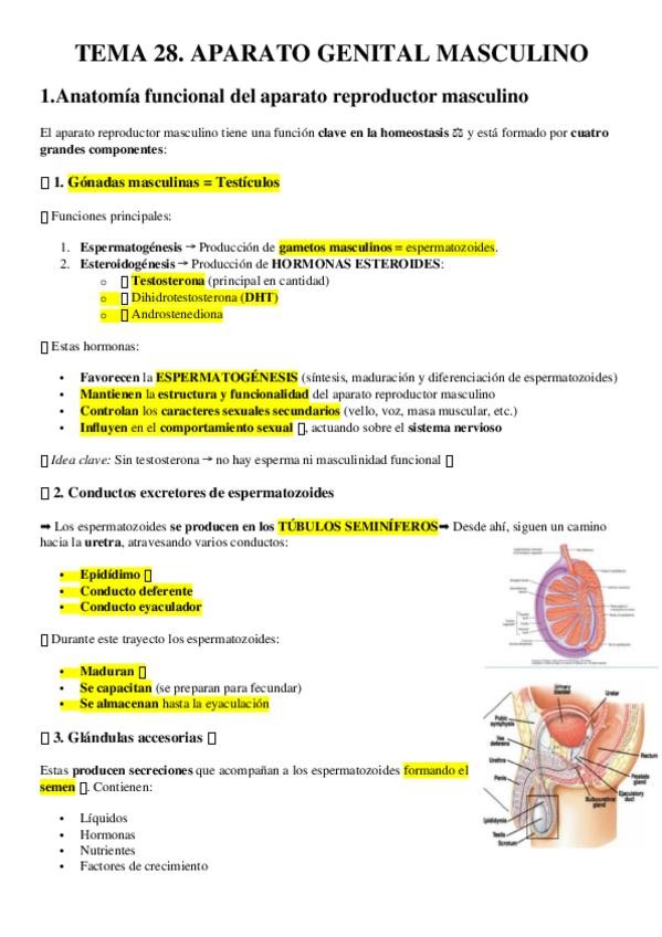 Miniatura del documento TEMA-28.-APARATO-GENITAL-MASCULINO..docx