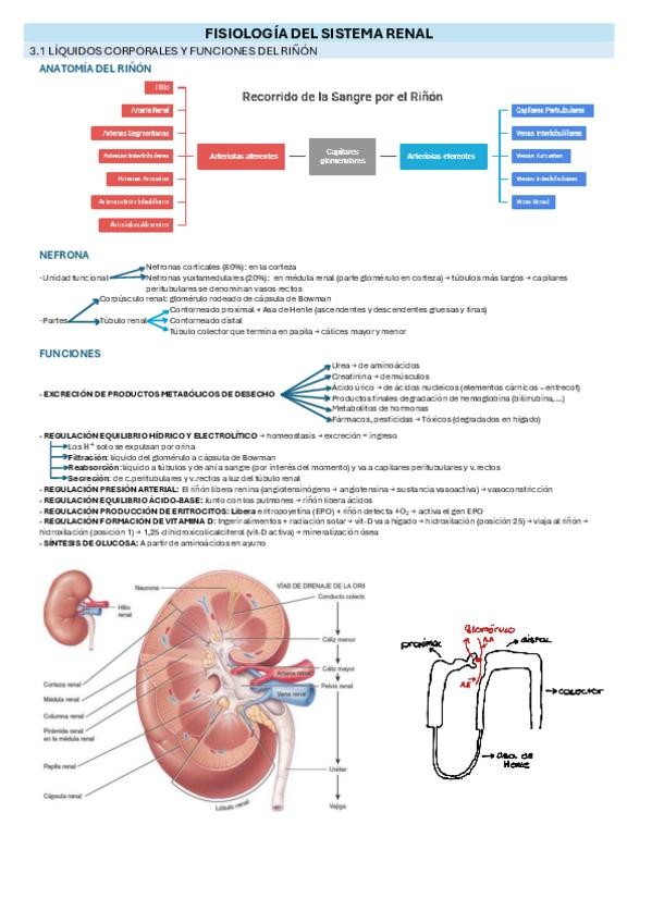 Miniatura del documento BLOQUE-3-SISTEMA-RENAL.pdf