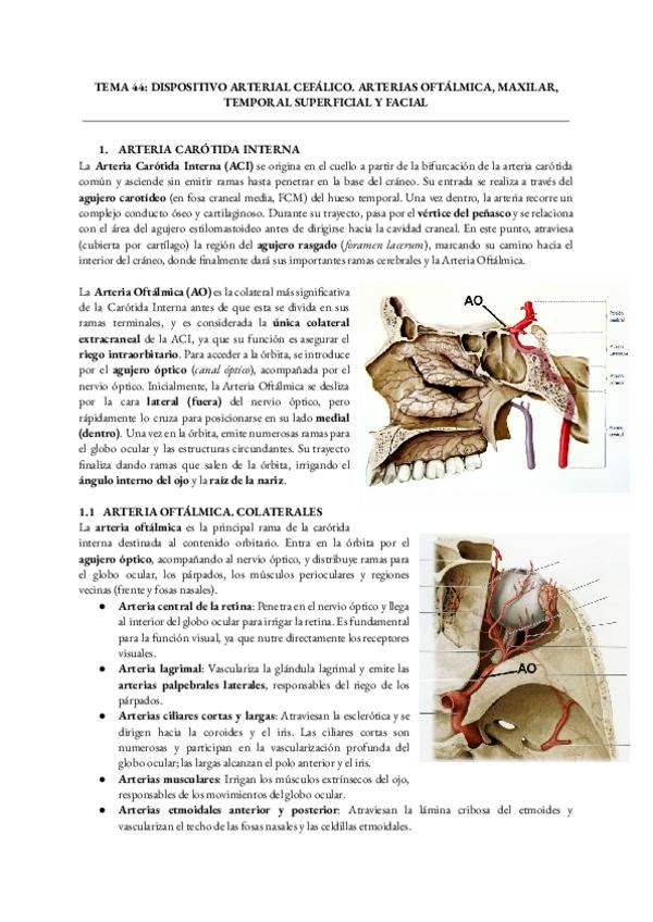Miniatura del documento Anatomia-Humana-General-Tema-44.pdf