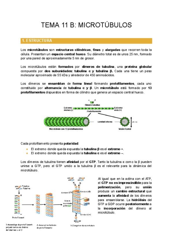 Miniatura del documento TEMA-11-B-MICROTUBULOS.pdf