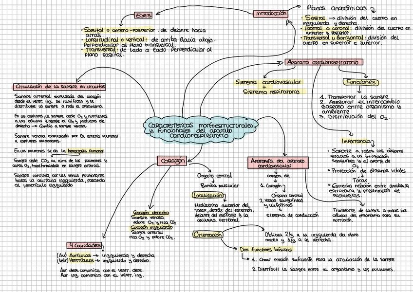 Miniatura del documento Anatomia-apuntes.pdf