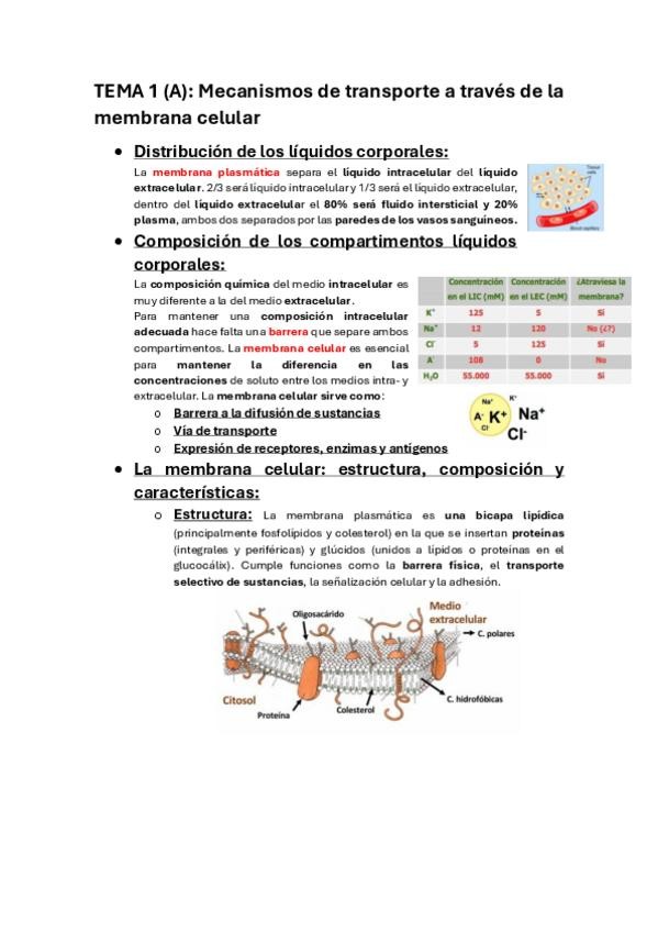 Miniatura del documento NEUROFISIOLOGIA-Y-PERCEPCION-VISUAL-1-CUATRIMESTRE.pdf