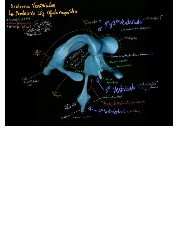 Miniatura del documento Sistema-Ventricular-Anatomia-Apuntes.PDF