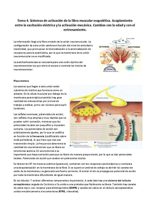 Miniatura del documento Apuntes T4.pdf