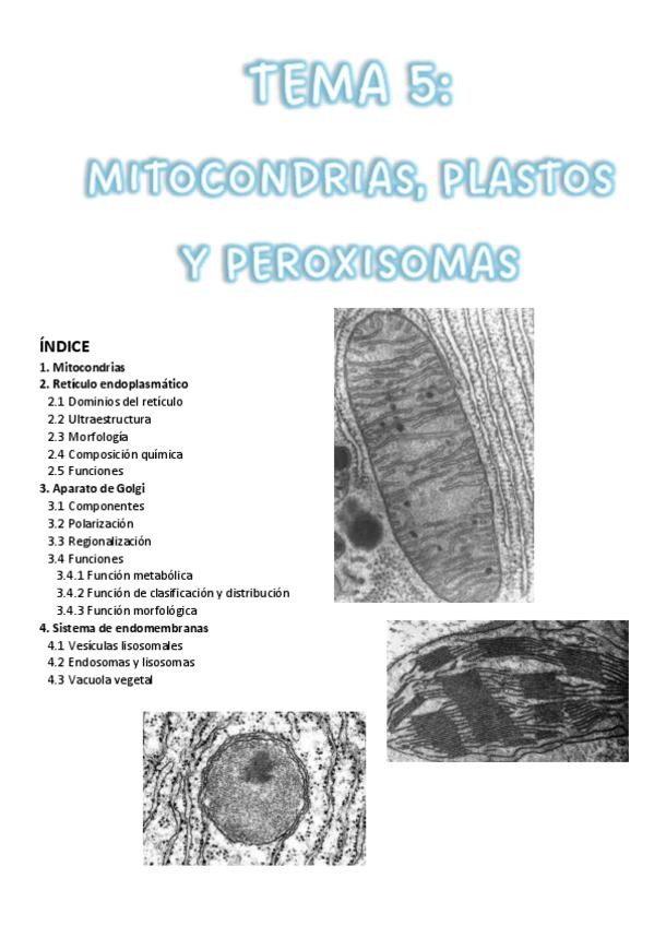 Miniatura del documento 5-Mitocondrias-plastos-y-peroxisomas.pdf