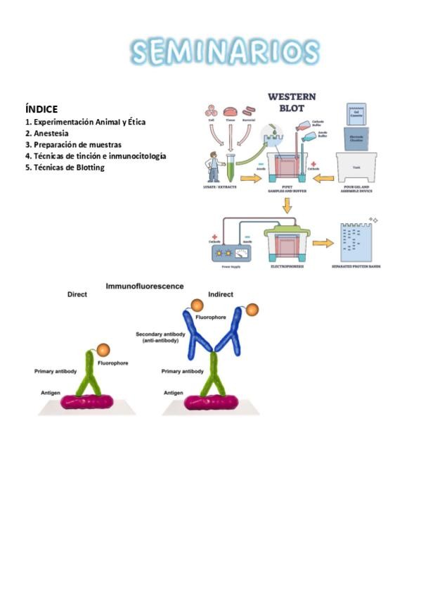 Miniatura del documento Seminarios.pdf