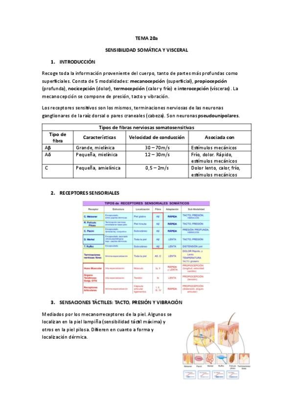Miniatura del documento APUNTES-FISIOLOGIA-TEMA-20a.-SENSIBILIDAD-SOMATICA-Y-VISCERAL.pdf