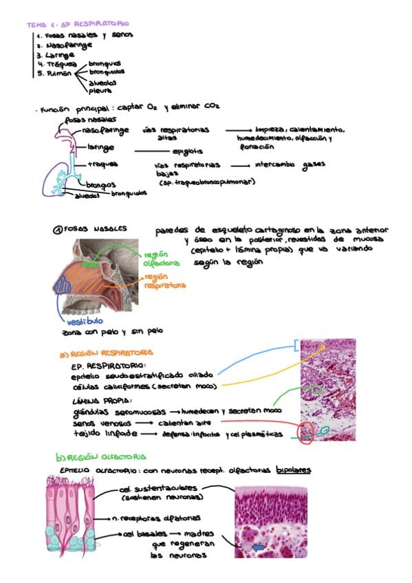 Miniatura del documento 11-Respiratorio.pdf