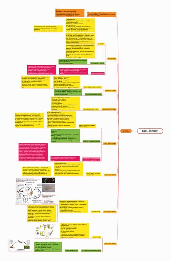 Miniatura del documento Trematodos.pdf