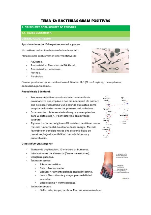 Miniatura del documento Tema-12-Bacterias-gram-positivas.pdf