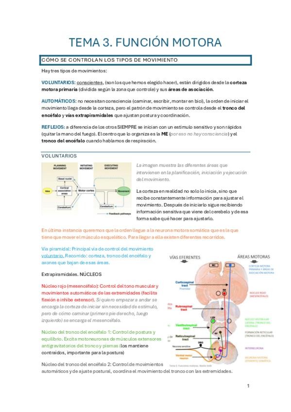 Miniatura del documento Tema-3-apuntes-fisiologia-funcion-motora.pdf