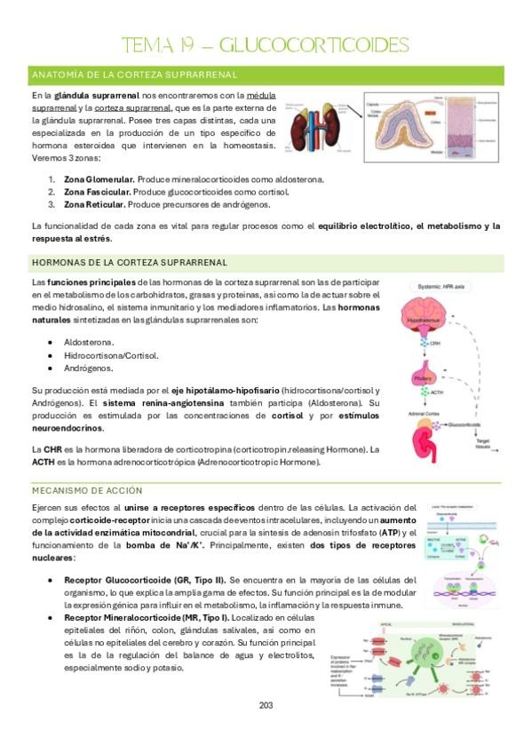 Miniatura del documento Tema-19-Farmacologia-Clinica.pdf