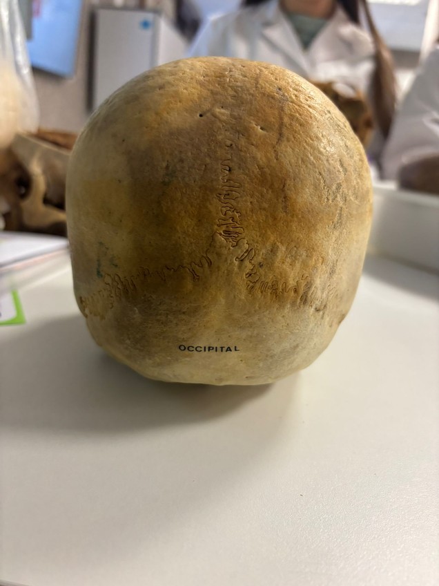 Miniatura del documento IMG-20241025-WA0016.jpg