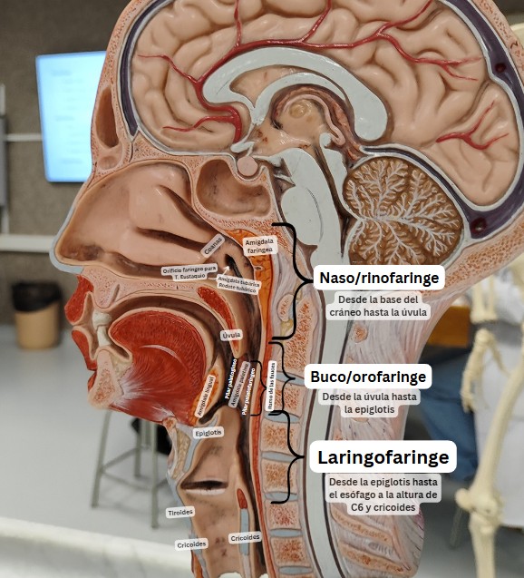 Miniatura del documento Faringe-partes-2024.png