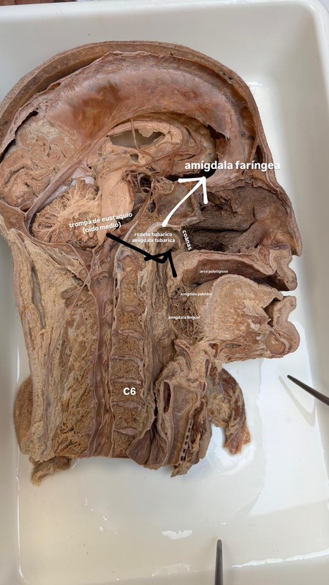 Miniatura del documento IMG-20241025-WA0008.jpg
