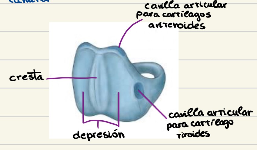 Miniatura del documento Cartilago-Cricoides.jpeg