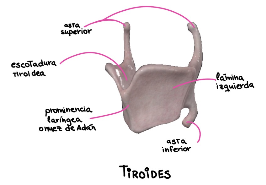Miniatura del documento Cartilago-Tiroides.png