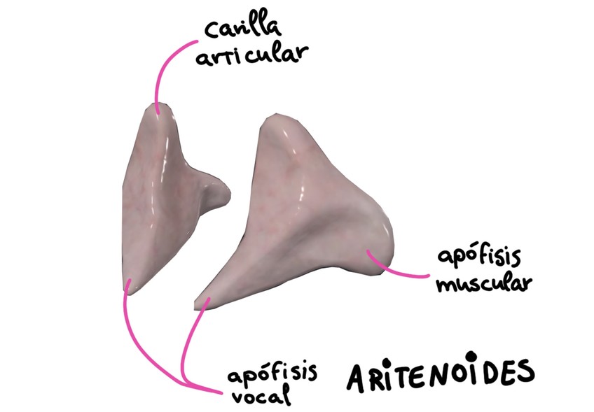 Miniatura del documento Cartilagos-Aritenoides.jpeg
