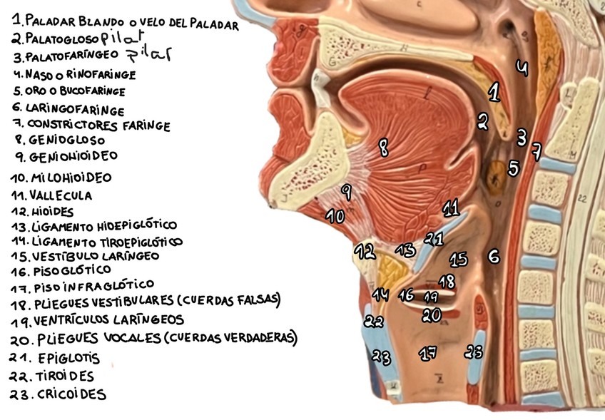 Miniatura del documento Faringe-y-laringe.jpeg