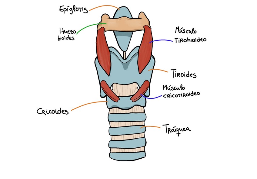 Miniatura del documento Laringe-vista-anterior.jpeg