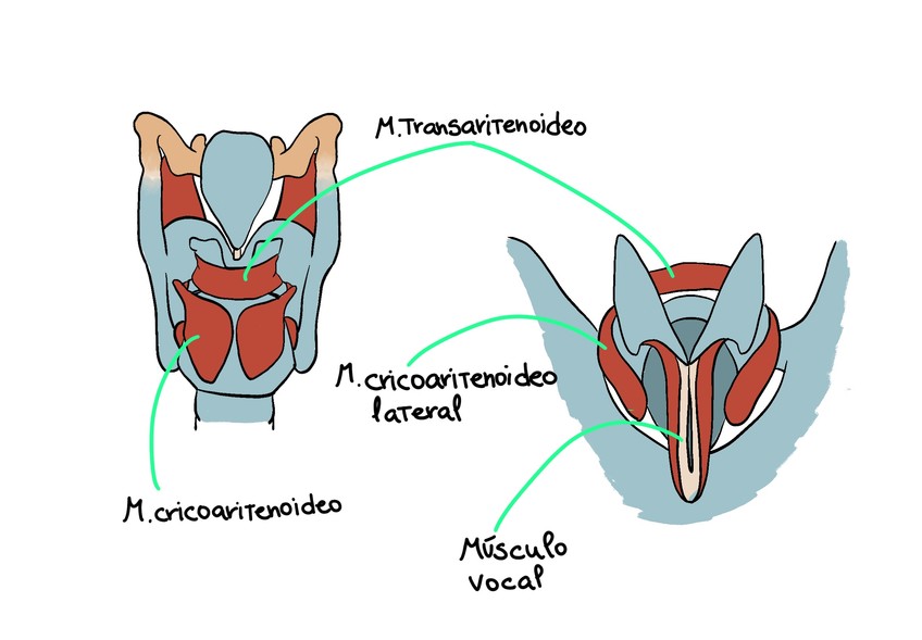 Miniatura del documento Musculos-laringe.jpeg
