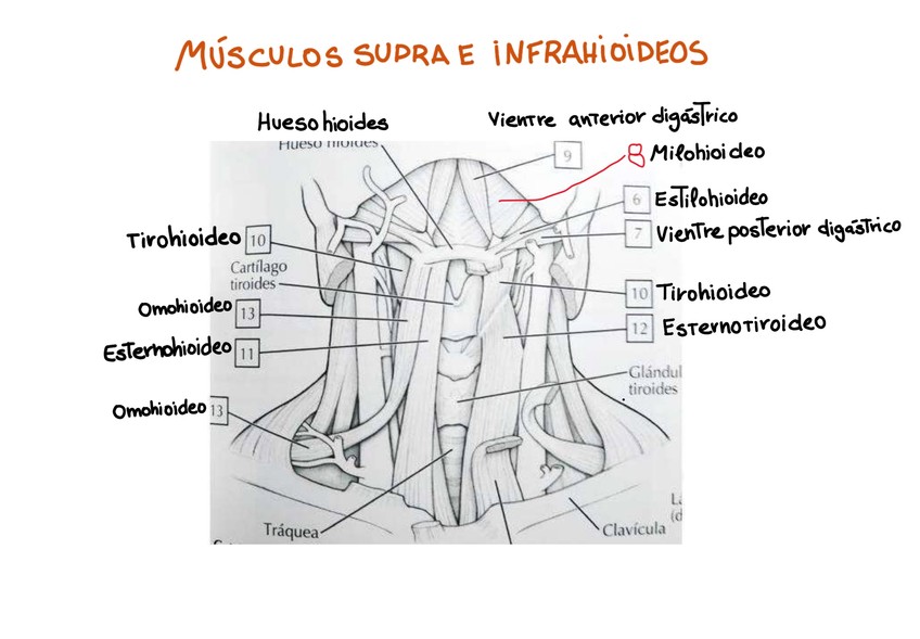 Miniatura del documento Musculos-supra-e-infrahioideos.jpeg