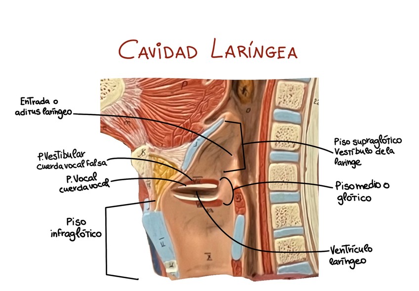 Miniatura del documento Partes-laringe.jpeg