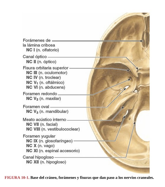 Miniatura del documento Agujeros-pares-craneales.png